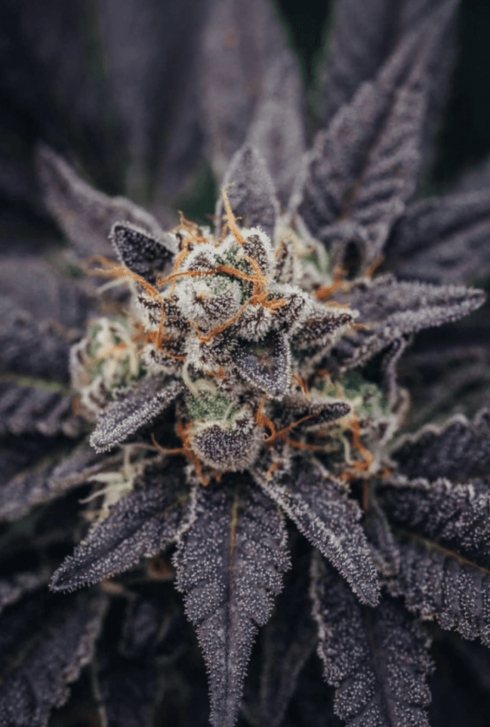symphony cannabis flowering craft bc bud photo up close
